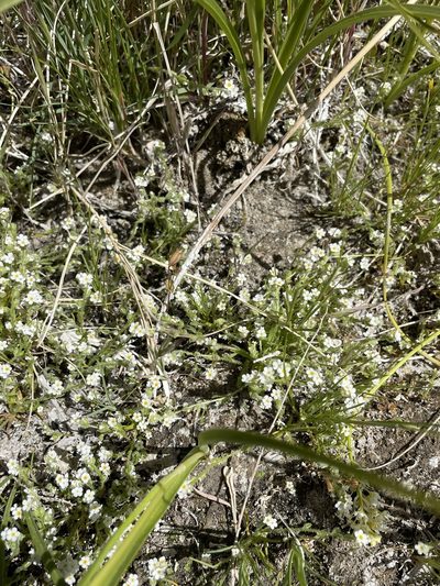 Plagiobothrys parishii, photographed by Matt Berger