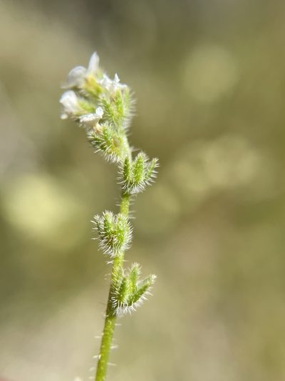 Plagiobothrys parishii, photographed by Matt Berger