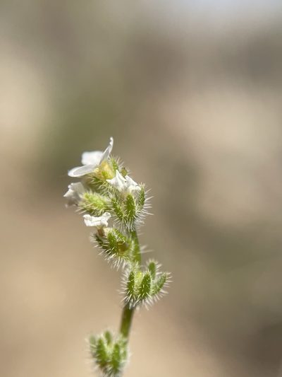 Plagiobothrys parishii, photographed by Matt Berger