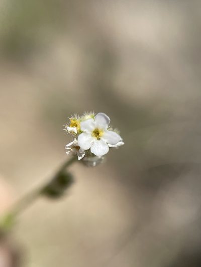 Plagiobothrys parishii, photographed by Matt Berger