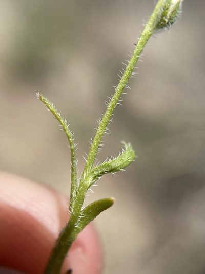 Plagiobothrys parishii, photographed by Matt Berger