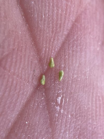 Plagiobothrys parishii, photographed by Matt Berger