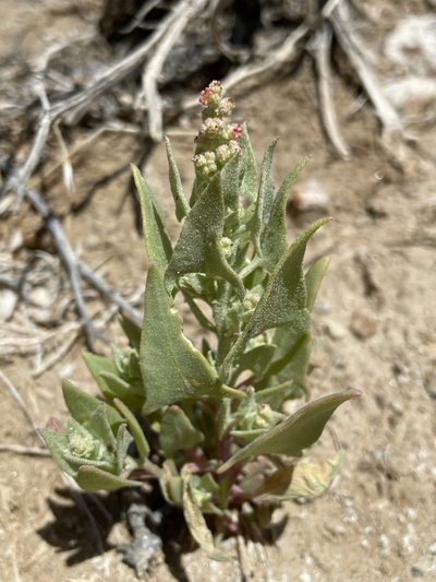 Atriplex phyllostegia, photographed by Matt Berger