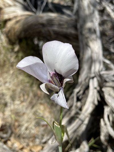 Calochortus excavatus, photographed by Matt Berger