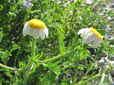 Anacyclus clavatus, photographed by George Papademetriou