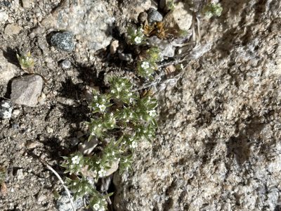 Greeneocharis circumscissa, photographed by Matt Berger
