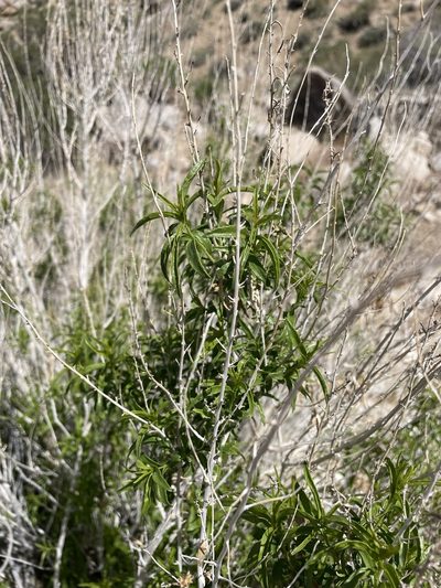 Brickellia longifolia, photographed by Matt Berger