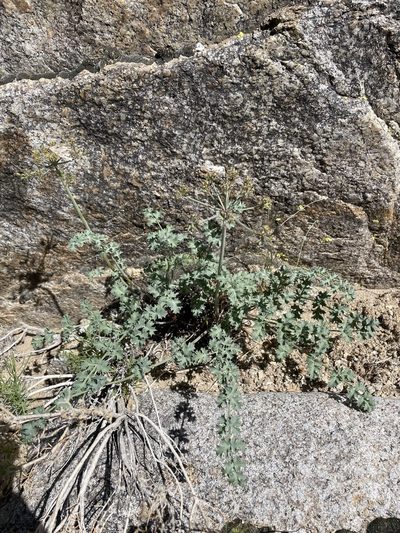Lomatium rigidum, photographed by Matt Berger