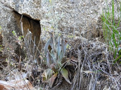 Dudleya abramsii, photographed by James M. Maley