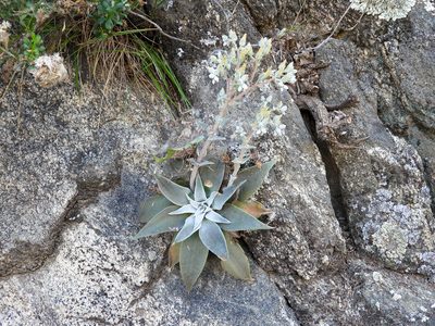 Dudleya abramsii, photographed by James M. Maley