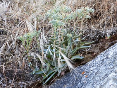 Dudleya abramsii, photographed by James M. Maley