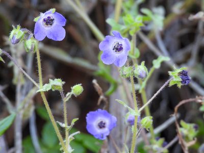 Pholistoma auritum, photographed by James M. Maley