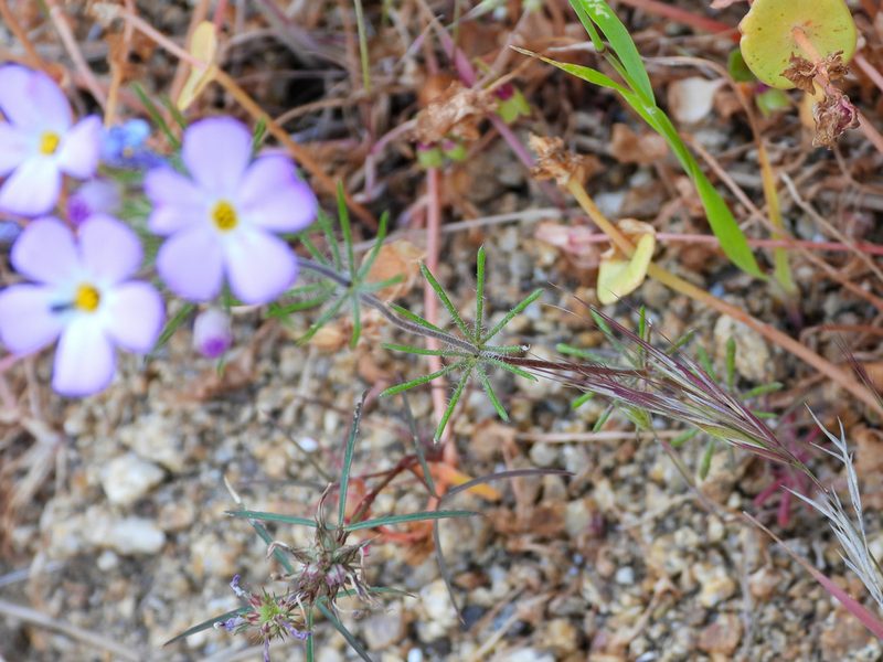 Leptosiphon montanus, photographed by James M. Maley