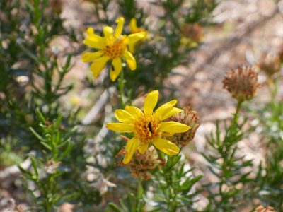 Ericameria linearifolia, photographed by James M. Maley