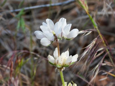 Lupinus microcarpus, photographed by James M. Maley