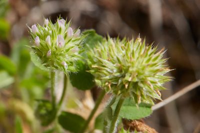 Trifolium microcephalum, photographed by Ken-ichi Ueda
