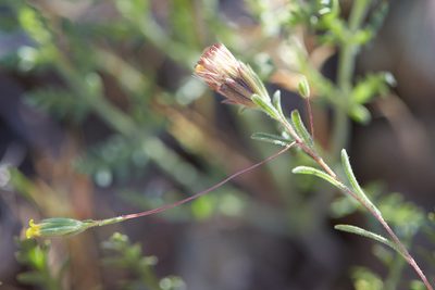 Rigiopappus leptocladus, photographed by Ken-ichi Ueda