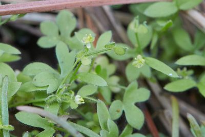 Ranunculus hebecarpus, photographed by Ken-ichi Ueda