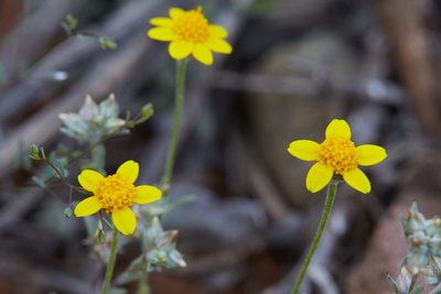 Monolopia gracilens, photographed by Ken-ichi Ueda