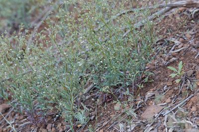 Linum micranthum, photographed by Ken-ichi Ueda