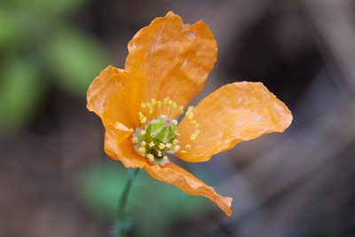 Stylomecon crassifolia, photographed by Ken-ichi Ueda