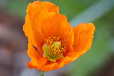 Stylomecon crassifolia, photographed by Ken-ichi Ueda