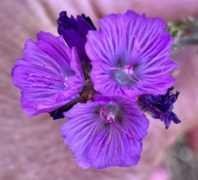 Sidalcea malviflora, photographed by Chuck Wilson