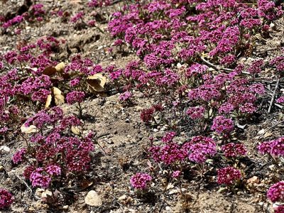 Chorizanthe douglasii, photographed by Chuck Wilson