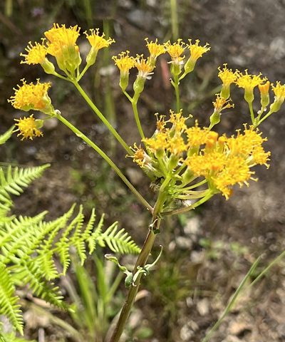 Senecio aronicoides, photographed by Chuck Wilson