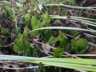 Hymenophyllum nephrophyllum, photographed by Javier