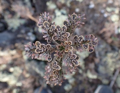Kalanchoe delagoensis, photographed by Javier