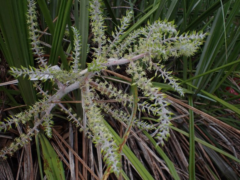 Astelia banksii, photographed by Javier