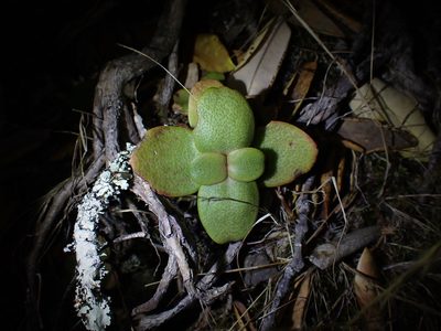 Crassula multicava, photographed by Javier