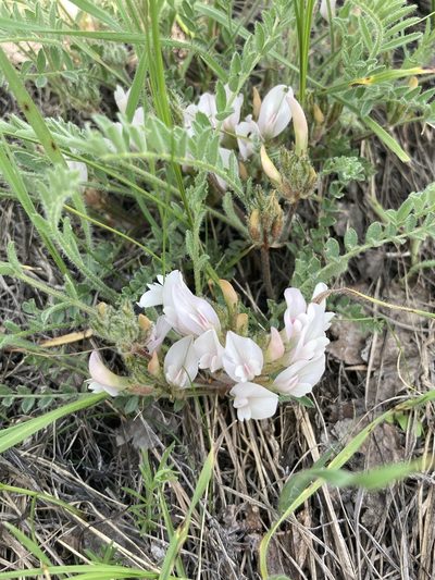 Astragalus sareptanus, photographed by Stanislav Murashkin