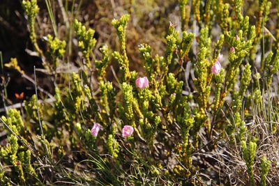 Lachnaea grandiflora, photographed by Tony Rebelo