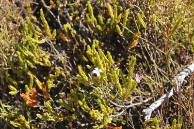 Lachnaea grandiflora, photographed by Tony Rebelo