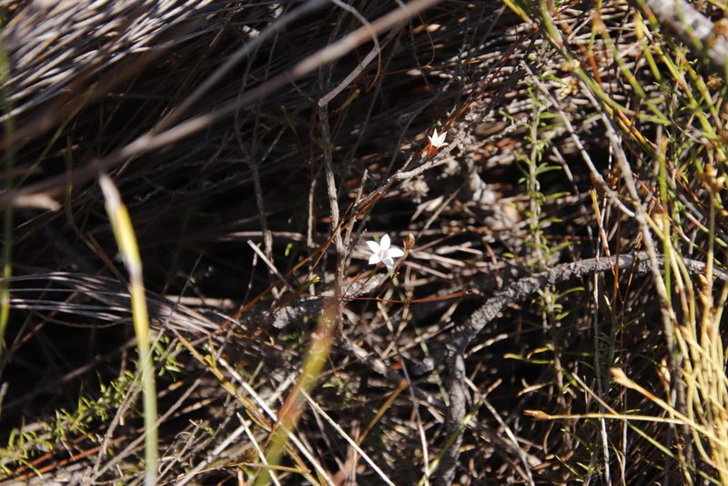 Prismatocarpus fruticosus, photographed by Tony Rebelo