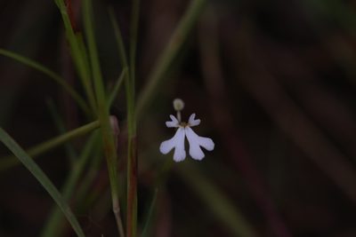 Stylidium capillare, photographed by Hugo Innes