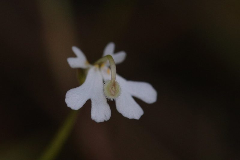 Stylidium capillare, photographed by Hugo Innes