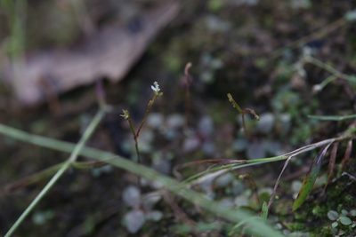 Stylidium uliginosum, photographed by Hugo Innes