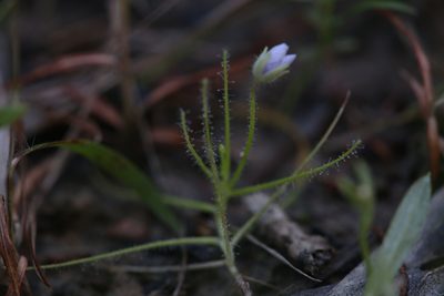 Byblis liniflora, photographed by Hugo Innes