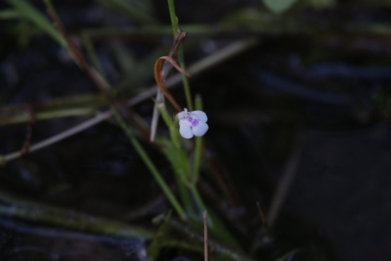 Bonnaya ciliata, photographed by Hugo Innes