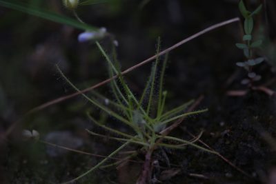 Byblis liniflora, photographed by Hugo Innes