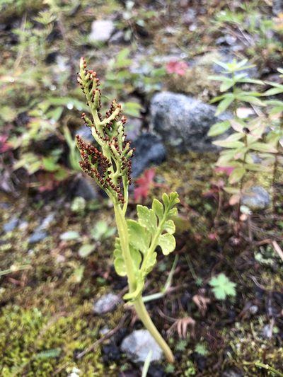 Botrychium boreale, photographed by Valerii Glazunov