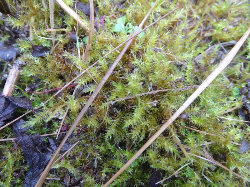 Campylium stellatum, photographed by Grzegorz Grzejszczak