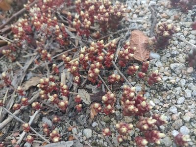 Sedum andegavense, photographed by Davide Puddu