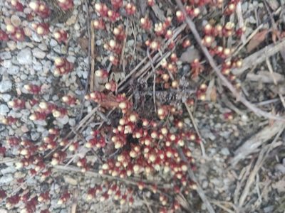 Sedum andegavense, photographed by Davide Puddu