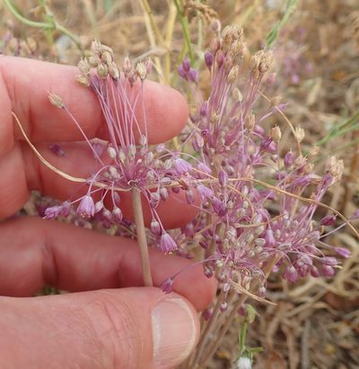 Allium daninianum, photographed by Henrik Kibak