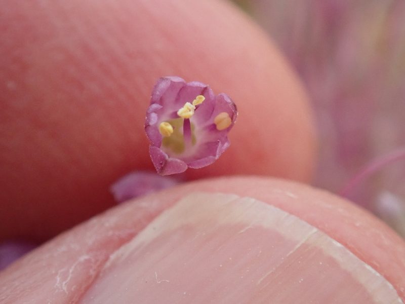Allium daninianum, photographed by Henrik Kibak