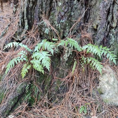 Asplenium polyodon, photographed by Joe Dillon